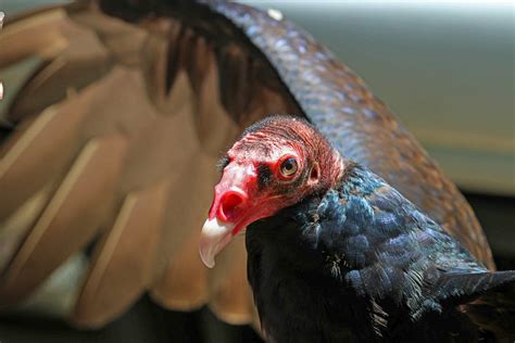 Turkey Vultures — Audubon Society of Northern Virginia