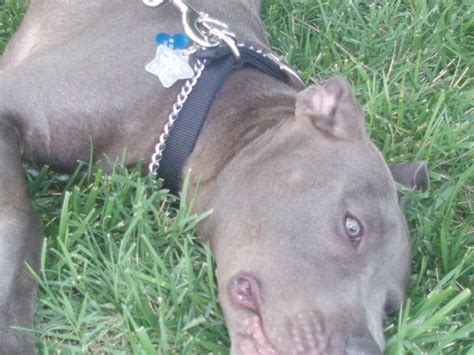 My baby, Blue - PitBulls Photo (7438666) - Fanpop