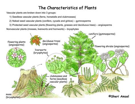 Plantae Kingdom Characteristics