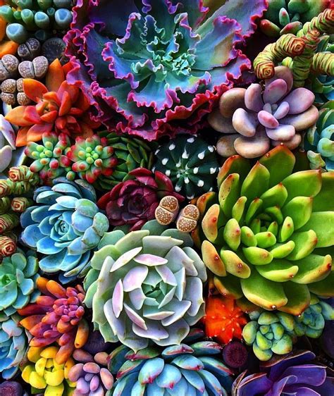 Succulent Phone Wallpapers - Wallpaper Cave