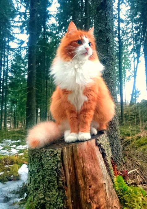 Majestic By William(Love Meow) Norwegian Forest Cat … Pretty Cats, Beautiful Cats, Animals ...