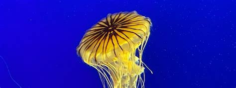 New York Aquarium – Responsible New York