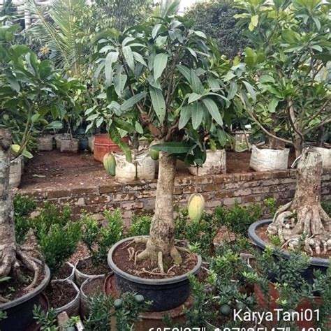 Jual Pohon Mangga Kiojay Bonsai Berbuah/Pohon Mangga Bonsai - Kota Tangerang Selatan ...