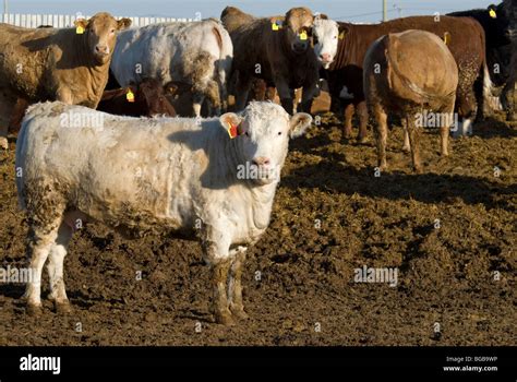 CANADA Alberta Cattle Farming Stock Photo - Alamy