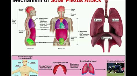 Solar Plexus Location And Breathing