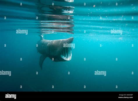 basking shark feeding in the UK Stock Photo - Alamy