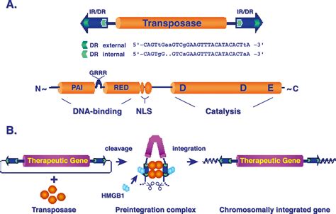 Sleeping Beauty Transposition: Biology and Applications for Molecular Therapy: Molecular Therapy