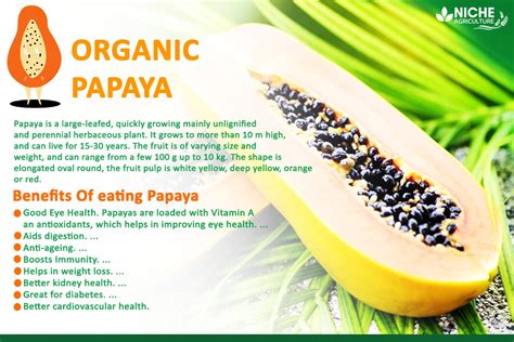 10 Benefits of Papaya you need to know | Uses , Risks - Niche Agriculture