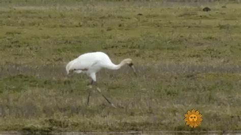 Whooping Crane GIFs - Find & Share on GIPHY