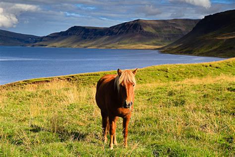 Exploring Iceland's Westfjords - Luxe Adventure Traveler