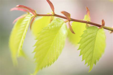 Alternate Leaf Arrangement on the Stem