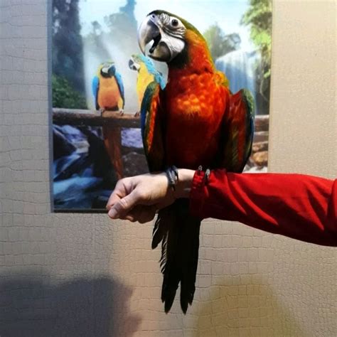 Baby Harlequin macaw for sale in breeding centre Parrots House - Bulgaria in 2020 | Parrot ...