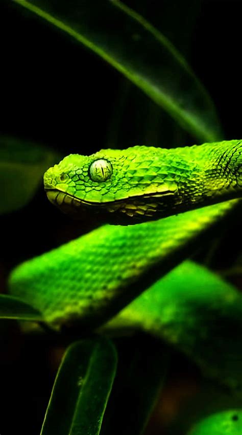 Download A Green Snake Is Sitting On A Leaf | Wallpapers.com