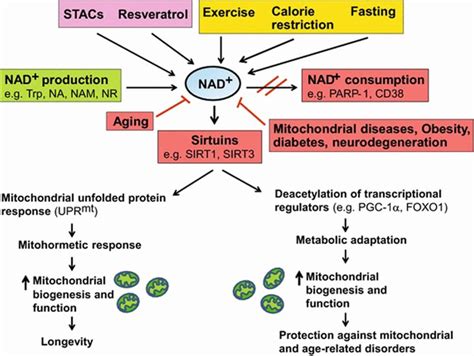 NADH Reviews - What Is The Function of NADH In Your Body