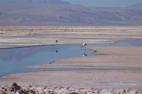 Atacama Desert Flamingos Under Threat - News about Energy Storage ...