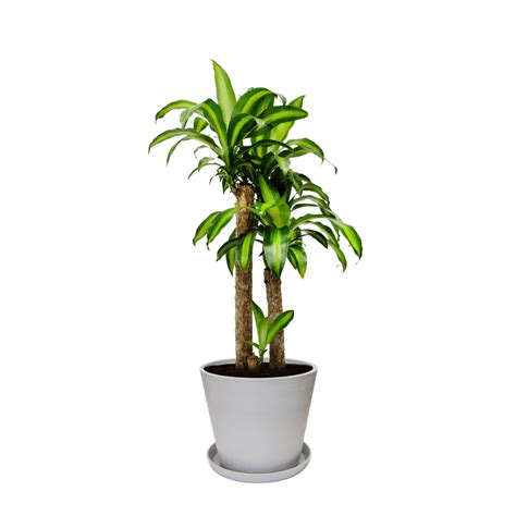 Large Happy Plant - Dracaena Indoor Plant | Bloomspace