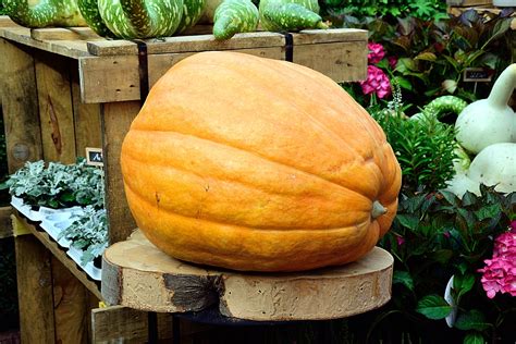 What to know about when and where to grow pumpkins | HappySprout