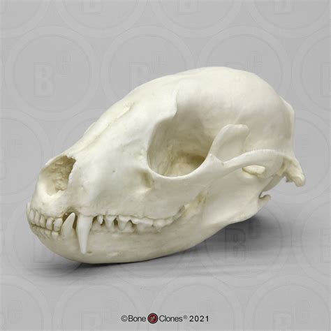 Raccoon Skull - Bone Clones - Osteological Reproductions