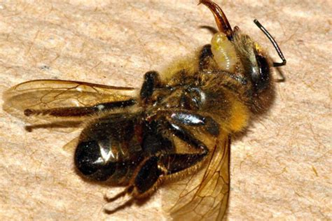 Zombie bees: Fly parasite causes zombie-like stupor - CSMonitor.com