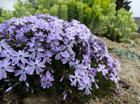 Phlox subulata 'Emmerald Cushion Blue' - Flosab.com