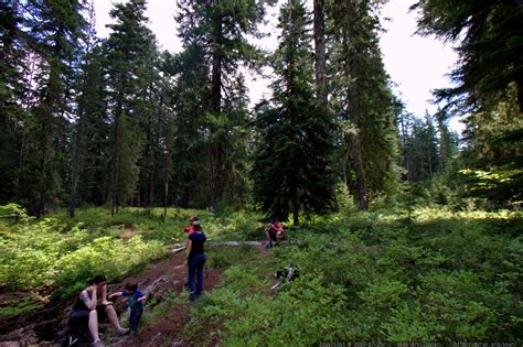 photo: everyone is picking huckleberries MG 0204 - by seandreilinger