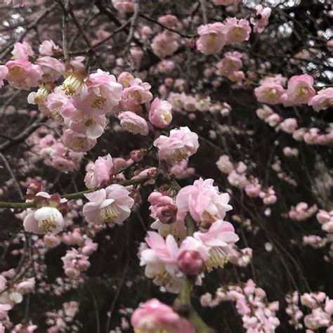 Prunus mume (Japanese Apricot, Japanese Flowering Apricot, Japanese Flowering Plum, Mei, Mume ...