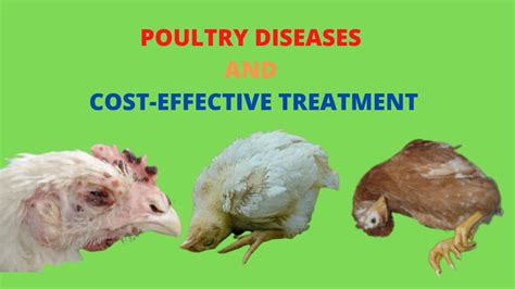 Poultry Diseases, Symptoms, and Treatment - YouTube