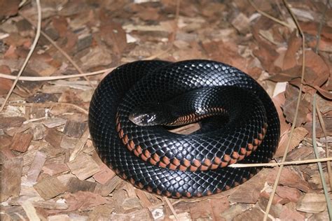 Check out our Red-Bellied Black Snake at Australia Zoo