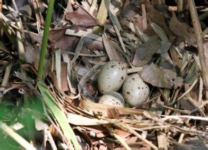 Australian Magpie Facts, Habitat, Diet, Life Cycle, Baby, Pictures