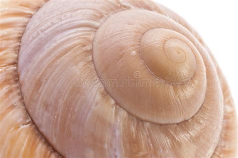 Snail Shell stock photo. Image of organic, house, mollusk - 33660894