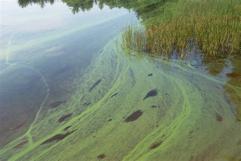 Caution advised around summer toxic algae blooms – Rhody Today