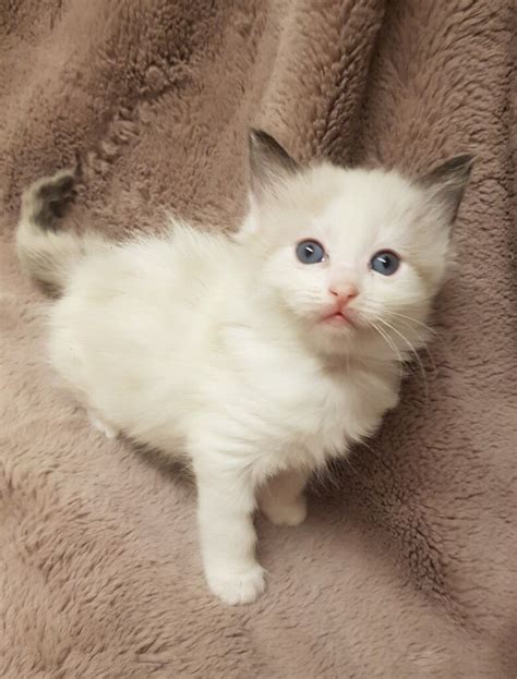 Mink & traditional ragdoll kittens | in Knightswood, Glasgow | Gumtree