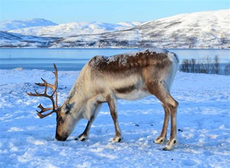 Tromsø Arctic Reindeer: Where You Can Meet Reindeer