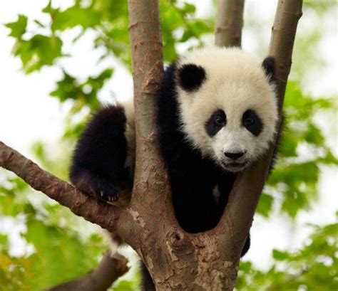 Giant panda baby over the tree | Baby panda, Panda, Giant panda