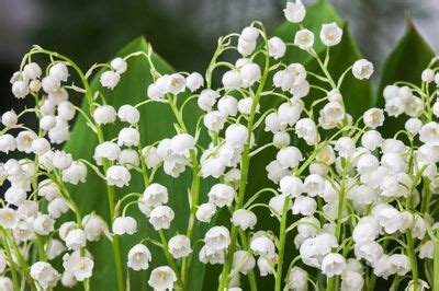 Lily Of The Valley Plant Types: Learn About Different Kinds Of Lily Of ...