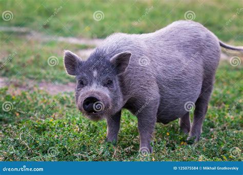 Vietnamese Pot-bellied pig stock photo. Image of cute - 125075584