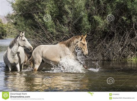 Wild Horses on the Salt River, Tonto National Forest Stock Image ...