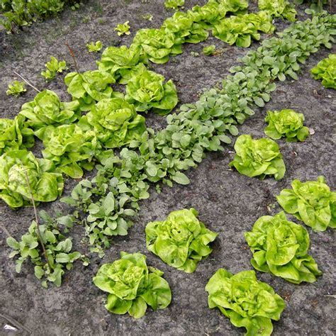 Spring - sowing and planting in the vegetable patch