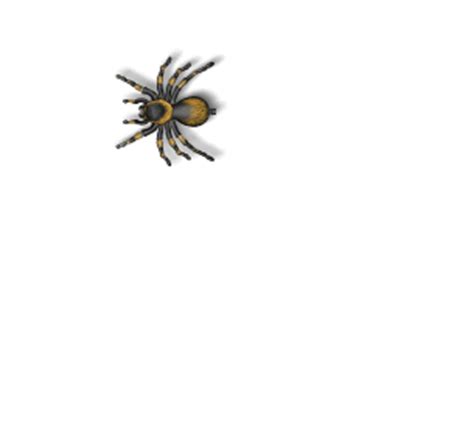 Spider Sticker for iOS & Android | GIPHY