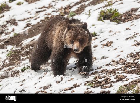 Grizzly bear in Yellowstone National Park Stock Photo - Alamy