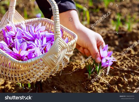 1,392 Saffron Cultivation Images, Stock Photos & Vectors | Shutterstock