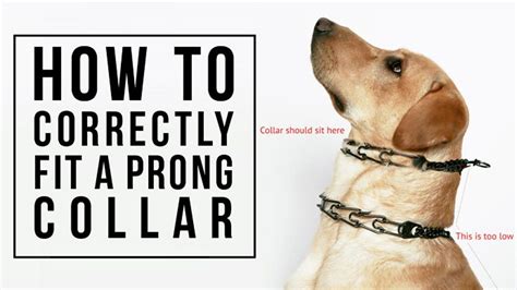 Prong Collar Sizing & Styles | Prong collar, Dog care, Prong