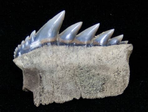 Fossil Cow Shark (Notorynchus) Tooth - South Carolina (#12962) For Sale ...