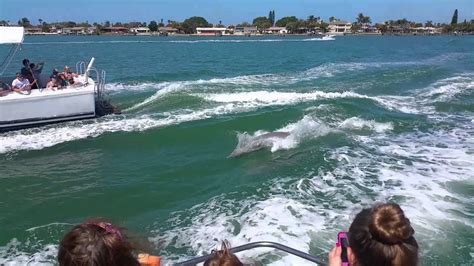 Wild dolphins jumping - YouTube