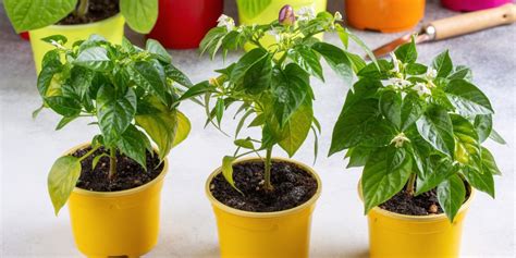 Can Chili Peppers Be Grown Indoors? - Chili Growing