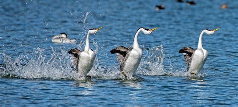 Western Grebe | Audubon Field Guide