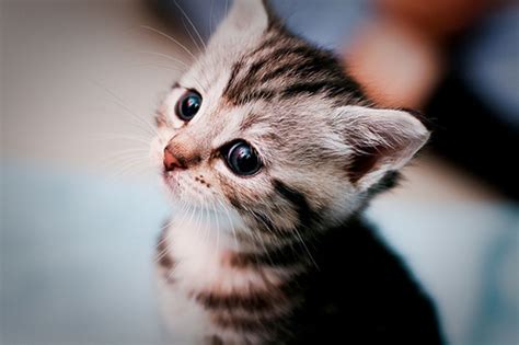 Tiny Itty Bitty Kittens - Love Meow