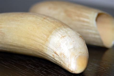 Sperm whale teeth | Flickr - Photo Sharing!