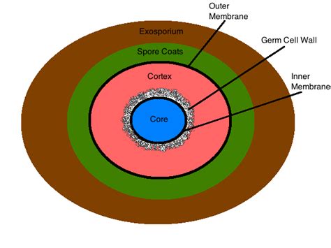 File:Figure 3 endospore structure.png - microbewiki