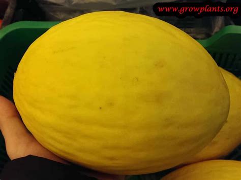 Canary melon - How to grow & care